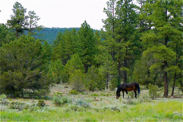 Property with Cimarron and Oso Ridge in the background Cimarron Rose For Sale