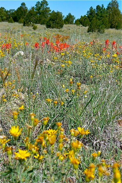 Wildflower Meadow Cimarron Rose For Sale