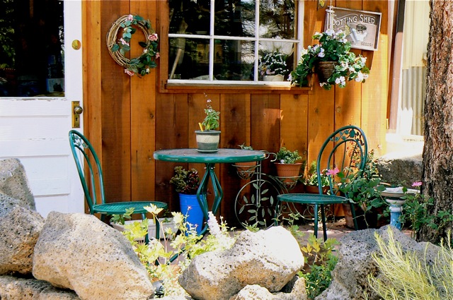 Potting Shed Cimarron Rose For Sale