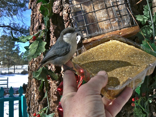 Pygmy Nuthatch Cimarron Rose For Sale