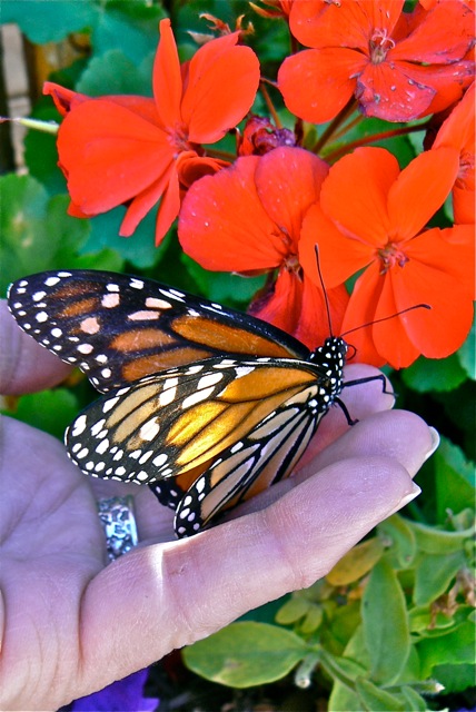 Monarch Butterfly Cimarron Rose For Sale