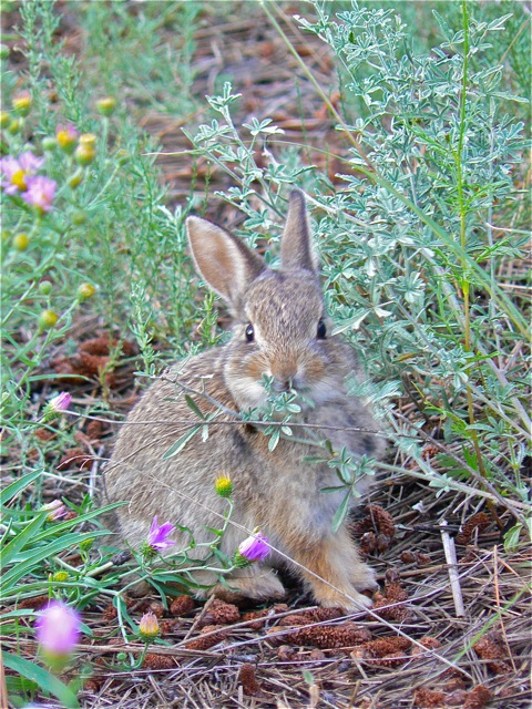 Baby Cottontail Cimarron Rose For Sale