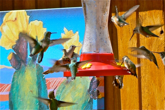 Hummingbirds at Cimarron Rose