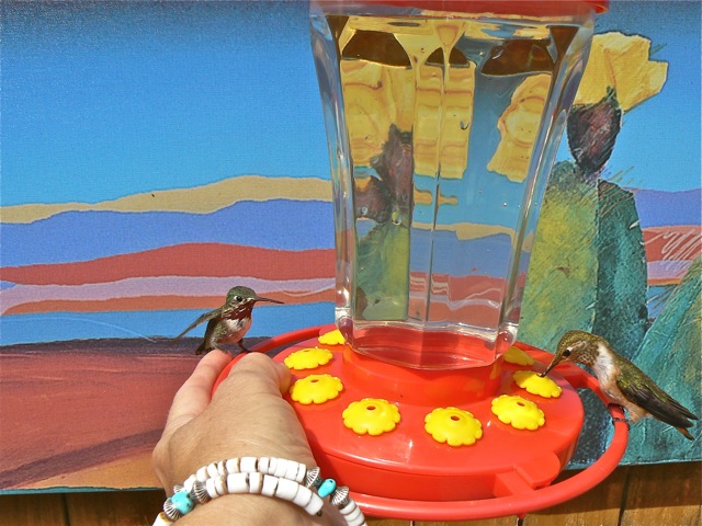 Calliope Hummingbird Cimarron Rose For Sale