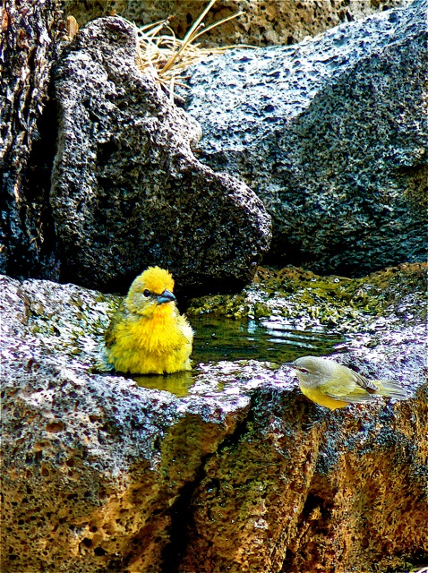 Hepatic Tanager & Orange-Crowned Warbler in lava bird bath Cimarron Rose For Sale