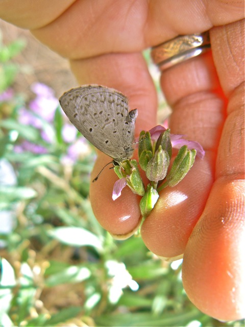 Spring Azure Butterfly Cimarron Rose For Sale